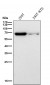 Anti-Hsc70 HSPA8 Rabbit Monoclonal Antibody